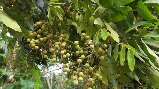 Fresh longan fruit clusters ripening on tropical tree