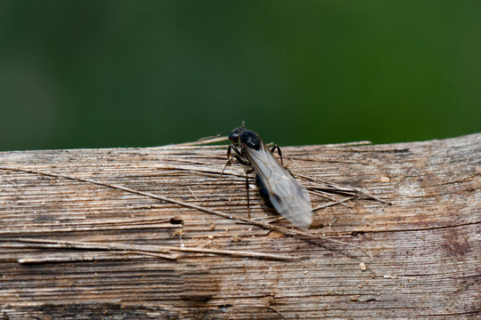 A close-up macro shot from a high angle, rear three-quarter view showing a winged queen ant (alate) resting on a textured wooden log.