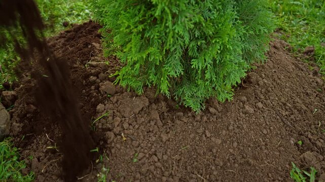 Close up of a gardener applying fresh, dark mulch around the base of a young thuja shrub to retain moisture and improve soil health, representing seasonal yard work and landscaping