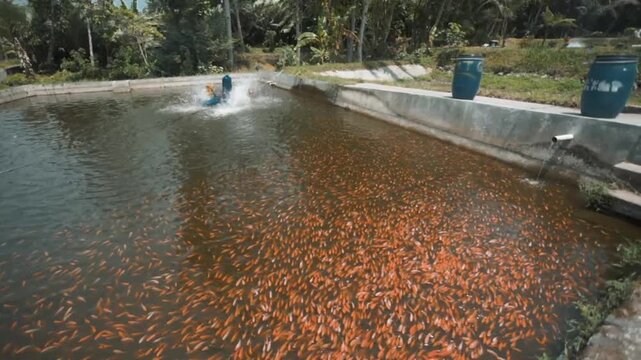 Tilapia Fish Pond with Paddle Wheel Aerator for Healthy Water Circulation