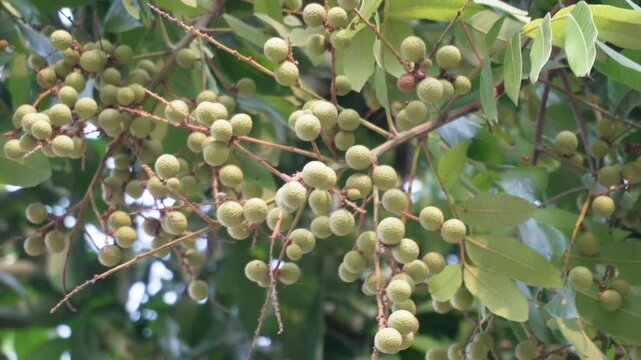 Fresh unripe longan cluster growing on tropical tree branch