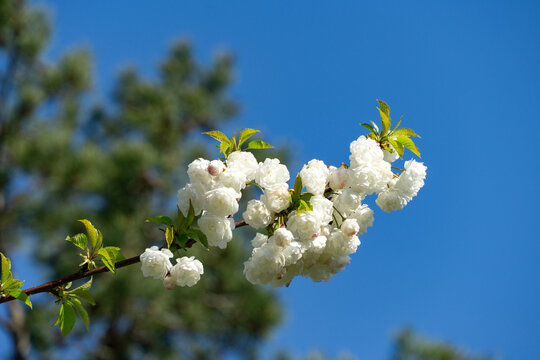 Close-up of Prunus glandulosa 'Alba Plena' against clear blue sky