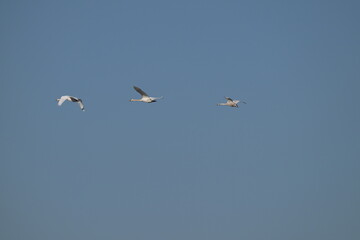 Trzy łabędzie krzykliwe (Cygnus cygnus) w locie na tle czystego błękitnego nieba © Joanna