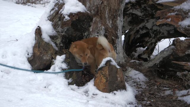 Leashed Shiba inu moves around snowy rocks and exposed tree roots during cold outdoor walk for winter pet adventure nature and animal lifestyle themes outdoors