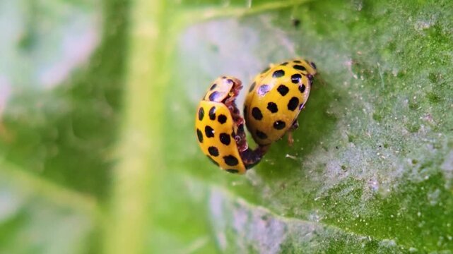 Two Harlequin ladybirds mating on green leaf with active male movement