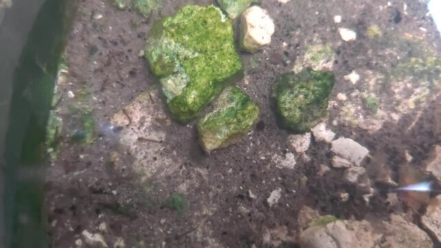 Mosquito larvae Culex wriggling in clear mossy water macro shot