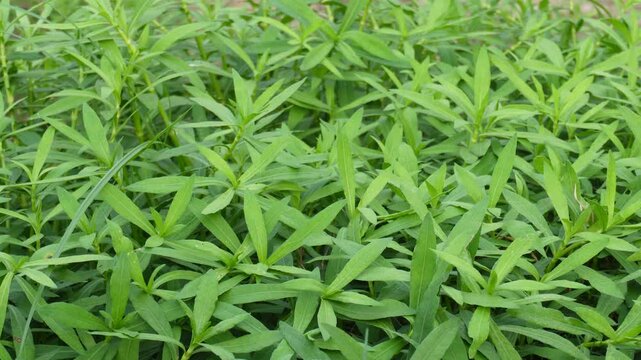 Alligator weed spreading across wetland vegetation