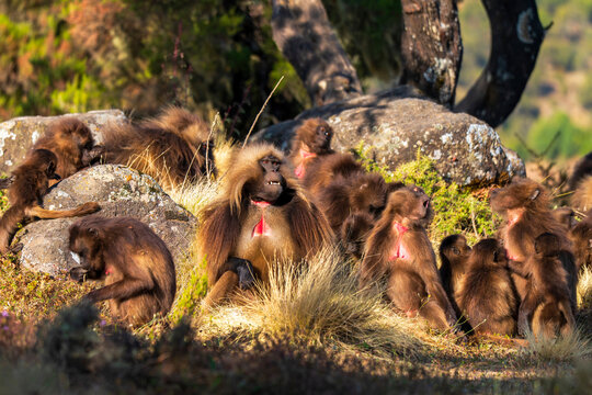 Troop of Gelada, gelada baboon, the bleeding-heart monkey, in Simien National Park, world heritage site in the Ethiopian Highlands