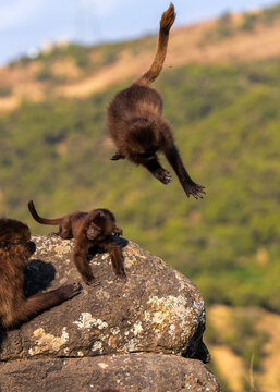Gelada, gelada baboon, the bleeding-heart monkey, in Simien National Park, world heritage site in the Ethiopian Highlands