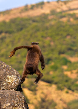 Gelada, gelada baboon, the bleeding-heart monkey, in Simien National Park, world heritage site in the Ethiopian Highlands