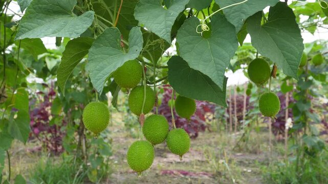 Fresh spiny gourd vine growing in tropical garden