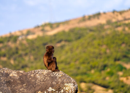 Gelada, gelada baboon, the bleeding-heart monkey, in Simien National Park, world heritage site in the Ethiopian Highlands