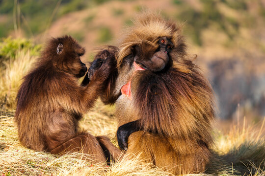 Gelada, gelada baboon, the bleeding-heart monkey, in Simien National Park, world heritage site in the Ethiopian Highlands