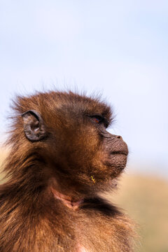 Gelada, gelada baboon, the bleeding-heart monkey, in Simien National Park, world heritage site in the Ethiopian Highlands