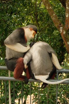 Two Red-shanked Douc Langur monkeys grooming each other on metal railing in tropical sanctuary