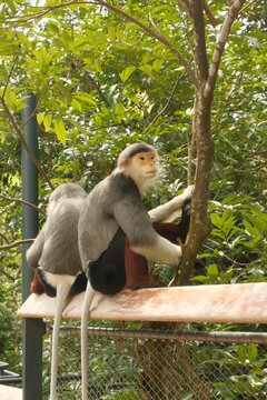 Two colourful Red-shanked Douc Langur monkeys resting side by side on sunlit wooden perch