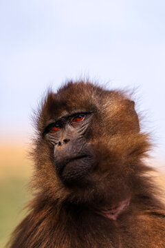 Gelada, gelada baboon, the bleeding-heart monkey, in Simien National Park, world heritage site in the Ethiopian Highlands