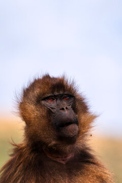 Gelada, gelada baboon, the bleeding-heart monkey, in Simien National Park, world heritage site in the Ethiopian Highlands