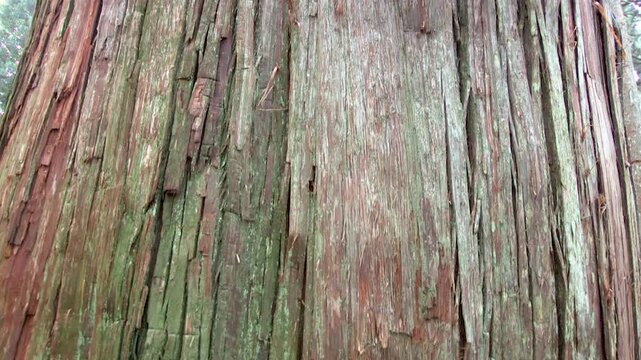 戸隠神社奥社　参道の杉並木