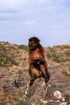 Gelada, gelada baboon, the bleeding-heart monkey, in Simien National Park, world heritage site in the Ethiopian Highlands