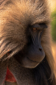 Gelada, gelada baboon, the bleeding-heart monkey, in Simien National Park, world heritage site in the Ethiopian Highlands