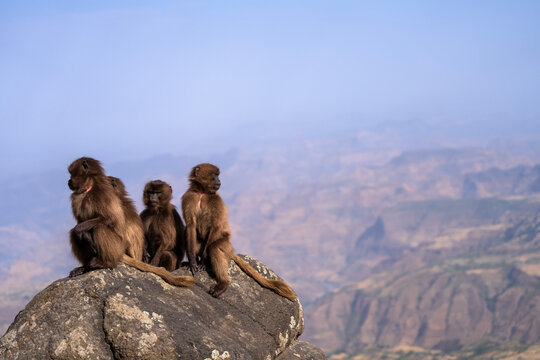 Gelada, gelada baboon, the bleeding-heart monkey, in Simien National Park, world heritage site in the Ethiopian Highlands