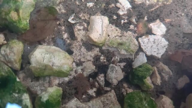Mosquito larvae Culex pupae swimming in shallow natural mossy water