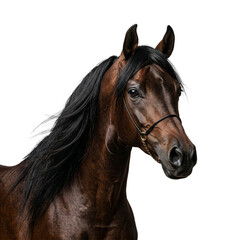 Fototapeta premium Close up portrait of a beautiful brown horse with black mane wearing a halter isolated on white.