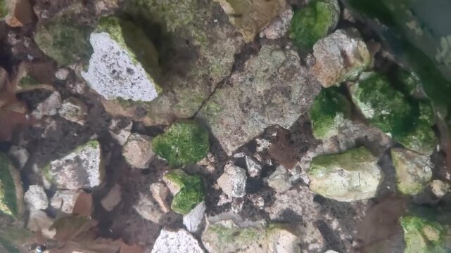 Mosquito larvae Culex wriggling in clear mossy water macro shot