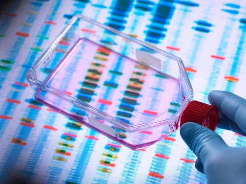 Genetic Engineering, Scientist viewing cells in a culture jar with a DNA profiles on a screen in the background illustrating gene editing