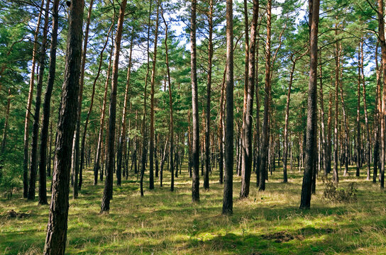 Germany, Brandenburg, Pine wood trees