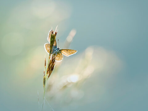 Common blue butterfly, Polyommatus icarus