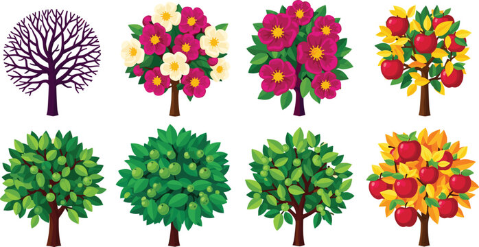Apple tree seasonal life cycle growth stages vector set collection from winter bare branches spring blossoms and summer green leaves to autumn harvest red fruit