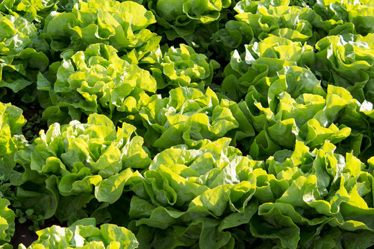 Germany, Rhineland-Palatinate, field, lettuce