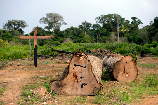 Brazil, Para, Trairao, illegally lumbered trees of Amazon rainforest