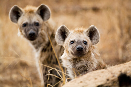 South Africa, Kr�ger National Park, Spotted Hyanas