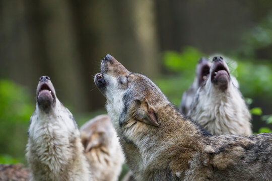 Germany, Bavaria, Howling gray wolfs