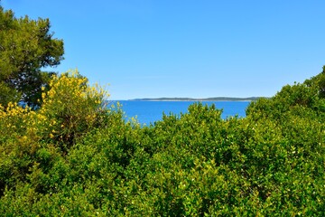Fototapeta premium Common myrtle (Myrtus communis) evergreen shrub and a view of the Adriatic sea in Istria, Croatia