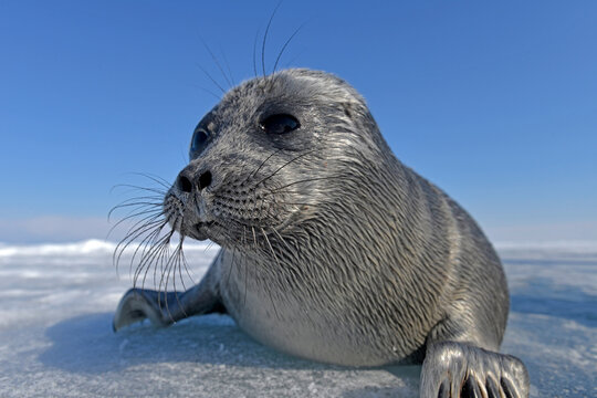 Russia, Lake Baikal, Baikal seal on frozen lake