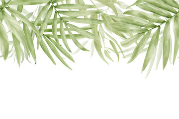 Palm leaves, seamless border. Watercolor illustration. The drawing was drawn manually. The leaves of tropical trees are isolated on a white background. © Elena