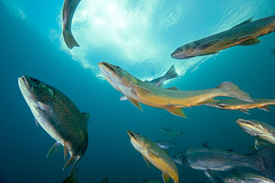 Austria, Styria, chars and rainbow trouts in Lake Grueblsee
