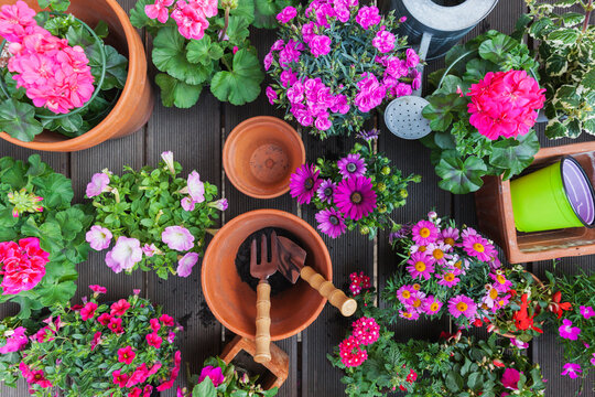 Various pink blooming potted plants on terrace
