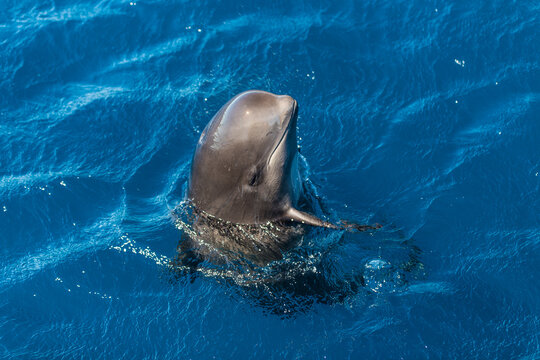 Spain, Andalusia, Long-finned pilot whale, Globicephala melas, Young animal