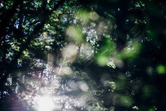 Sunbeam in forest