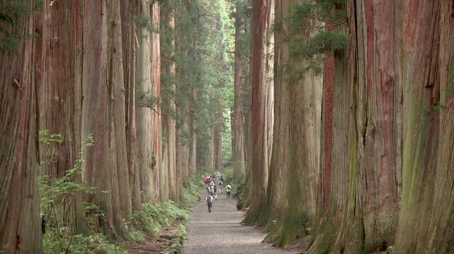 戸隠神社奥社　参道の杉並木
