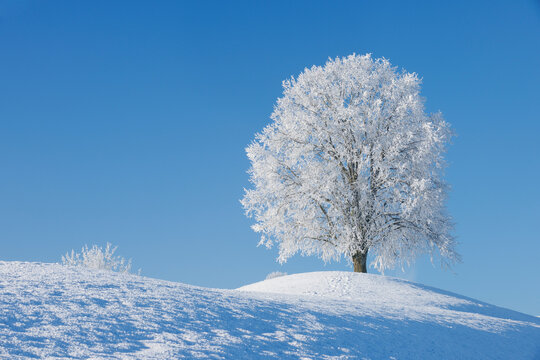 Switzerland, frost-covered lime tree on a hill in front of blue sky