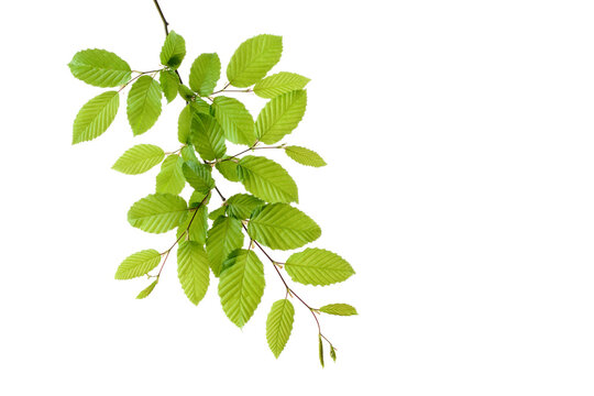 Branch of European Hornbeam with fresh foliage in spring in front of white background