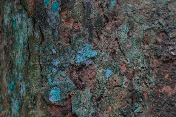 texture of the bark of the tree © Didit