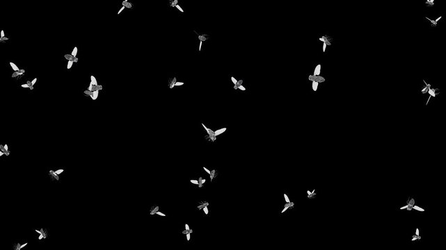 A large group of buzzing flies isolated on a black background. Realistic animation of a swarm of flies.