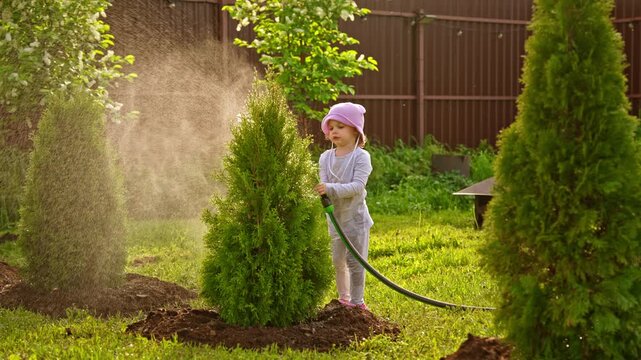 Adorable little girl helping in the backyard, watering a freshly planted thuja tree with a garden hose on a sunny summer day while enjoying outdoor activities and learning about nature